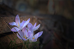 Fruehling im Februar - Bernhard Saalfeld